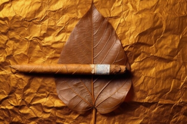 Сигарний лист: технологія вирощування та використання
